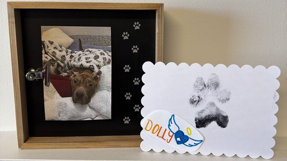 Image for story: Dolly, severely malnourished dog, dies following critical complications