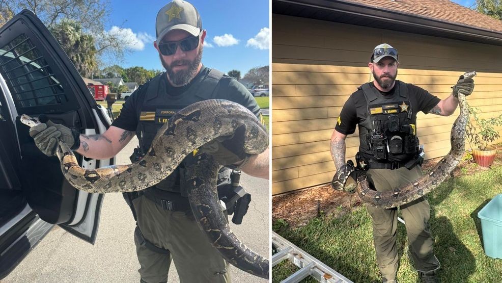 Image for story: Florida deputy captures 9-foot boa constrictor found in resident's yard