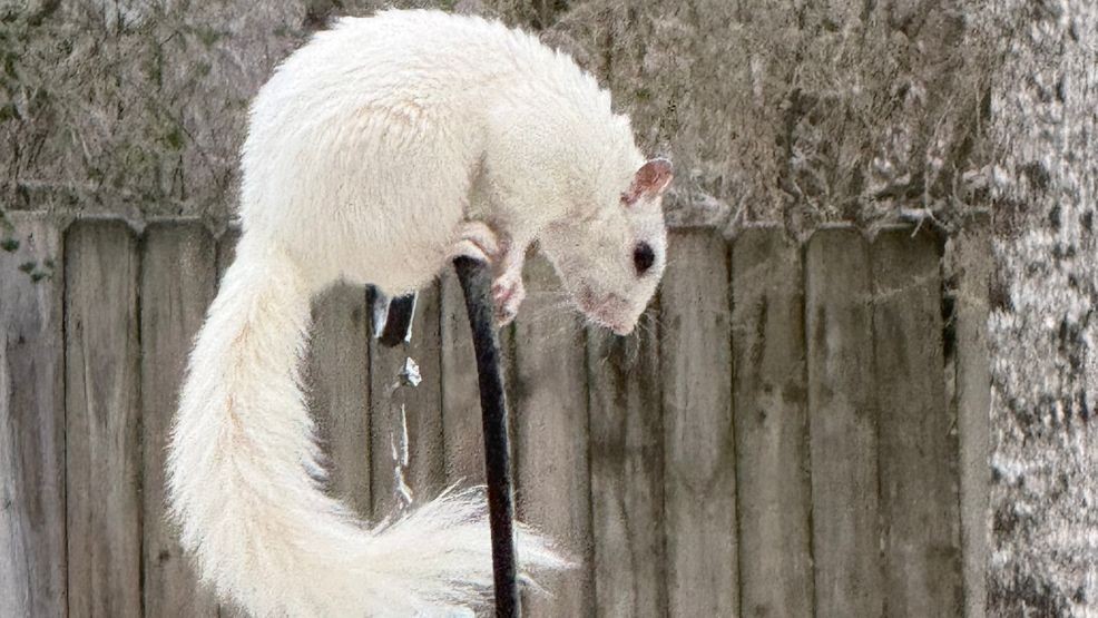 Image for story: GALLERY: Winter storm hits western North Carolina, bringing heavy ice