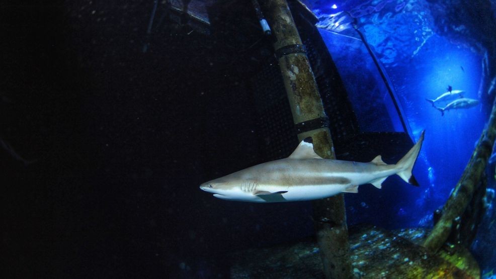 Image for story: Sharks are famous for fearsome teeth, but ocean acidification could make them weaker