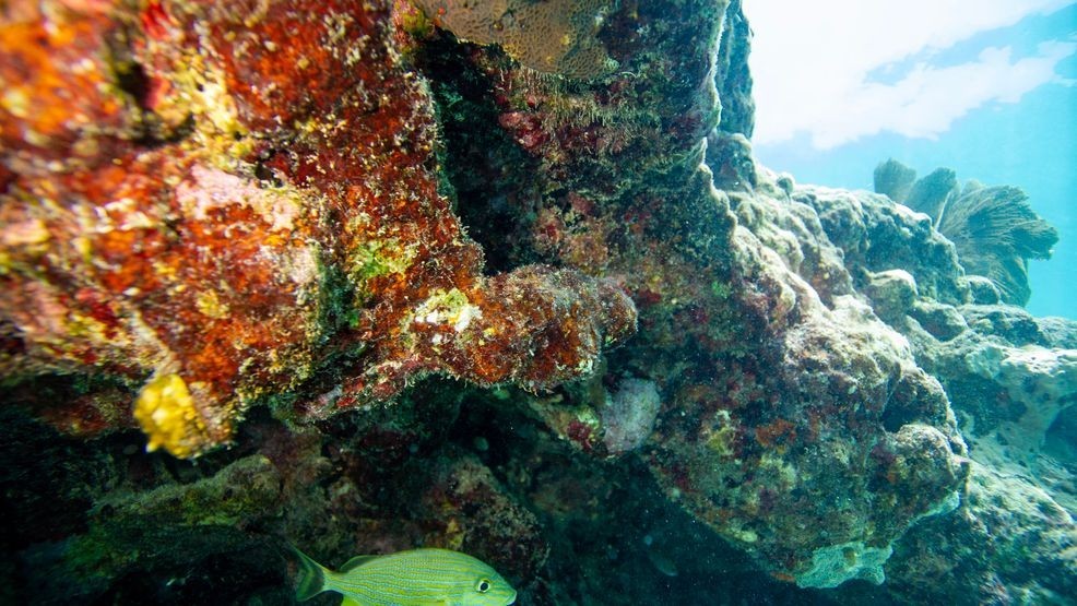 Image for story: Snorkeling in Key West, Florida: Amazing America Explores the Coral Reef