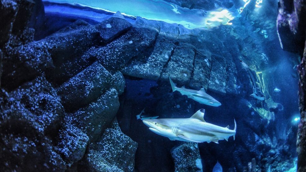 In this undated handout photo provided by Heinrich Heine University Duesseldorf in January 2026, a blacktip reef shark swims at Sealife Oberhausen in Oberhausen, Germany. (Maximilian Baum/Heinrich Heine University Duesseldorf via AP)