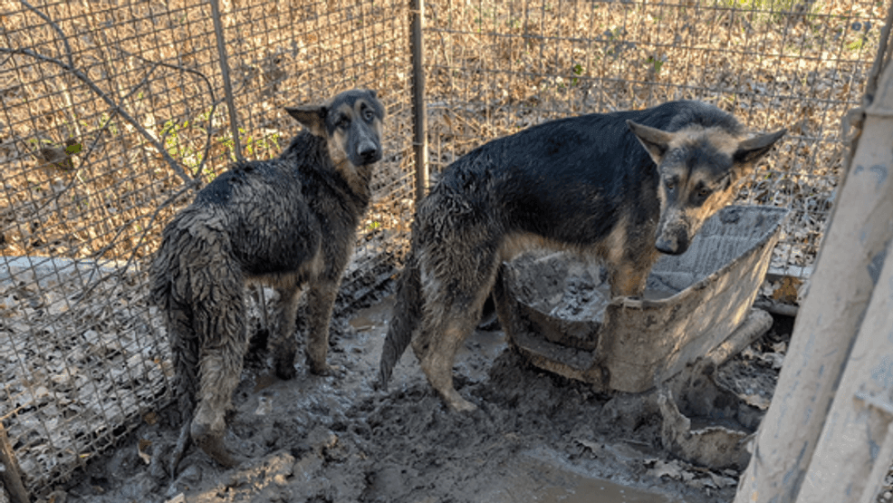 Image for story: 88 German Shepherds saved, dozens sent to Florida after FBI raid at Texas breeding ranch 