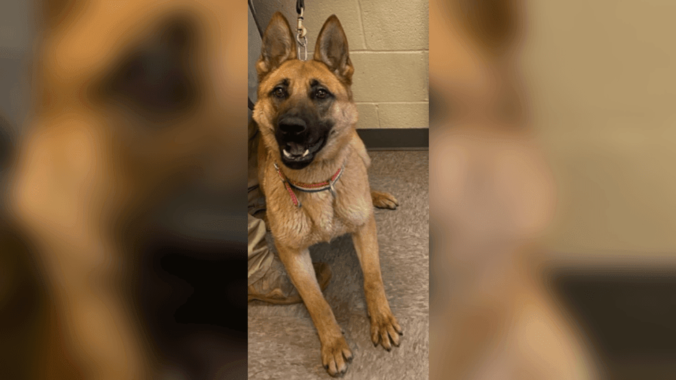 Image for story: CBP K-9 targeted? Minnesota kennel worker writes anti-ICE message on feeding chart: DHS