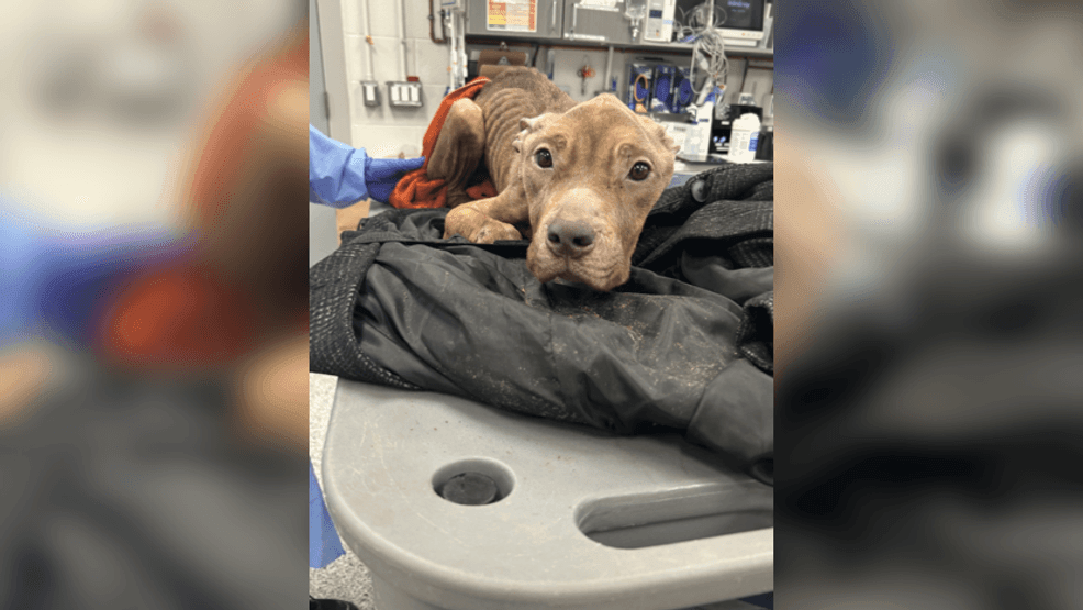 Image for story: Malnourished dog clings to life at Boston's Angell Medical Center after extreme neglect