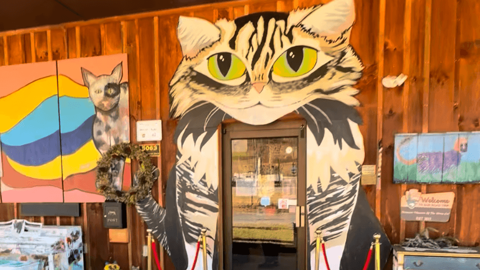 Image for story: North Carolina’s American Museum of the House Cat is a purr-fect must-stop spot
